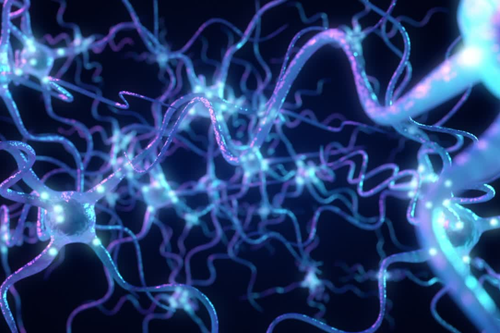 The Lymphatic System: Can It Think?