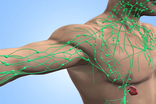 Mapping the Lymphatic System: A Journey Through the Body 