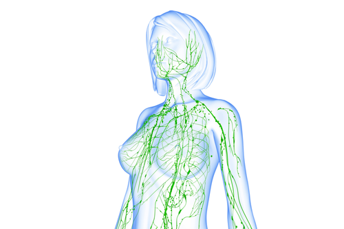Understanding Lymphatic Vessels 